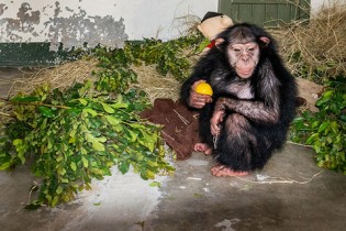 بازسازی جایگاه شامپانزه‌های باغ وحش ارم/نامه‌نگاری با کنیا درباره مستندات مرگ «باران»