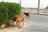 سگ‌های ولگرد برای محیط زیست تهدیدآمیز هستند/نگرانی نسبت به تلفات گسترده پرندگان مهاجر
