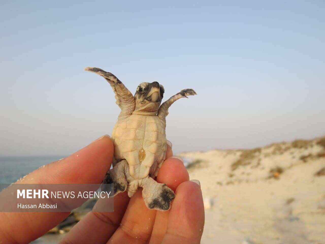 مروارید ناشناخته خلیج‌فارس از دریچه دوربین مهر - جزیره لاوان و شیدور  - هرمزگان