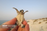 تصاویر / مروارید ناشناخته خلیج‌فارس  <img src="/images/picture_icon.gif" width="16" height="13" border="0" align="top">