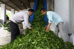 ۶۵ هزار تن چای مورد نیاز کشور وارداتی است/افزایش ۵ درصدی تولید