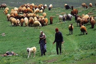 ارائه تسهیلات به دامداران خوزستانی با دامدار کارت