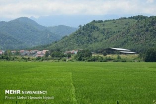 ۳۵ هزار هکتار از کشت برنج در گلستان غیر مجاز است