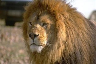 جان باختن کارگر باغ وحش اراک بر اثر حمله شیرها