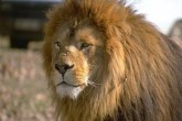 جان باختن کارگر باغ وحش اراک بر اثر حمله شیرها