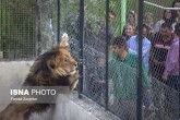 پارک وحش اراک پس از فرار شیر و سوالاتی در انتظار پاسخ