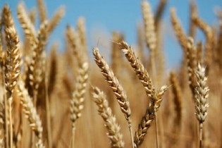 افزایش ۱۵۰ درصدی هسته‌های بذری گندم و جو دیم