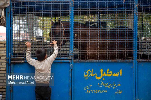 کورس زمستانه اسبدوانی گنبد کاووس