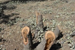 قطع بامدادی ۲۱ درخت در منطقه ۲ تهران