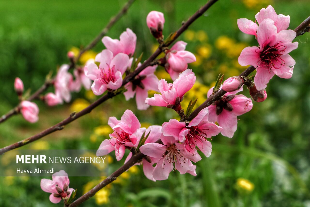 جلوه گری شکوفه های رنگارنگ مازندران