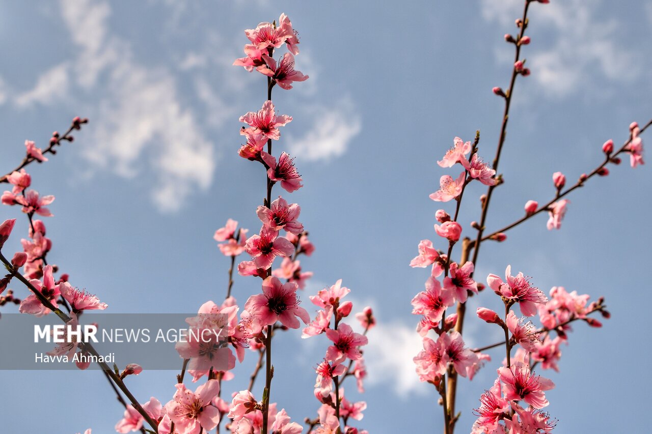 جلوه گری شکوفه های رنگارنگ مازندران