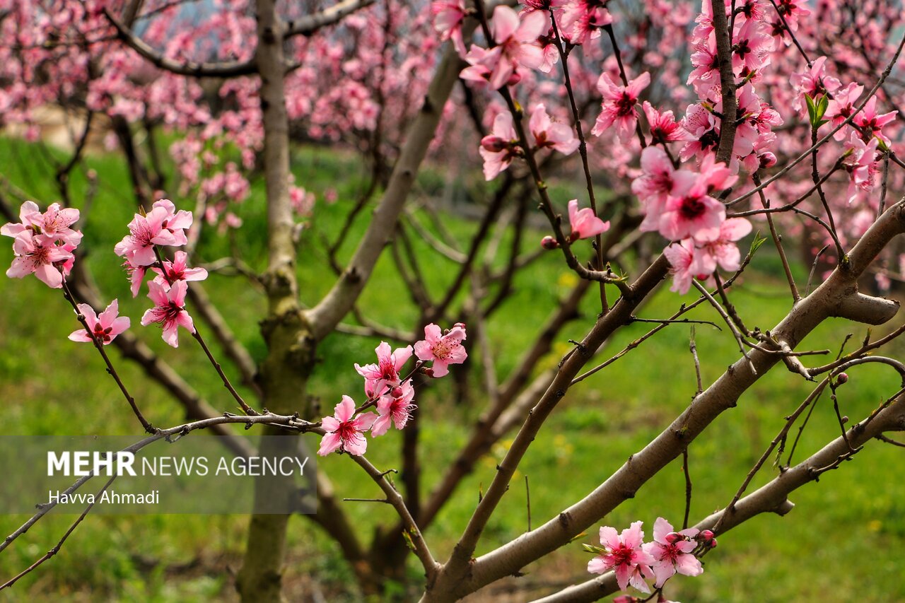 جلوه گری شکوفه های رنگارنگ مازندران