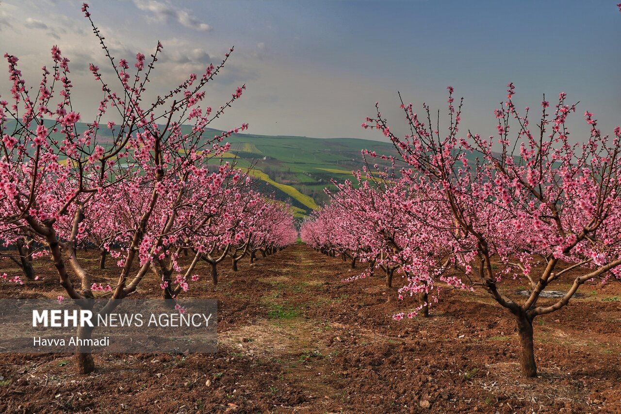 جلوه گری شکوفه های رنگارنگ مازندران