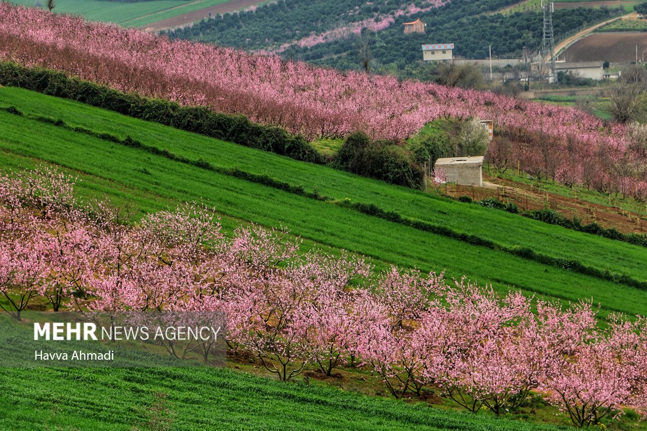 جلوه گری شکوفه های رنگارنگ مازندران