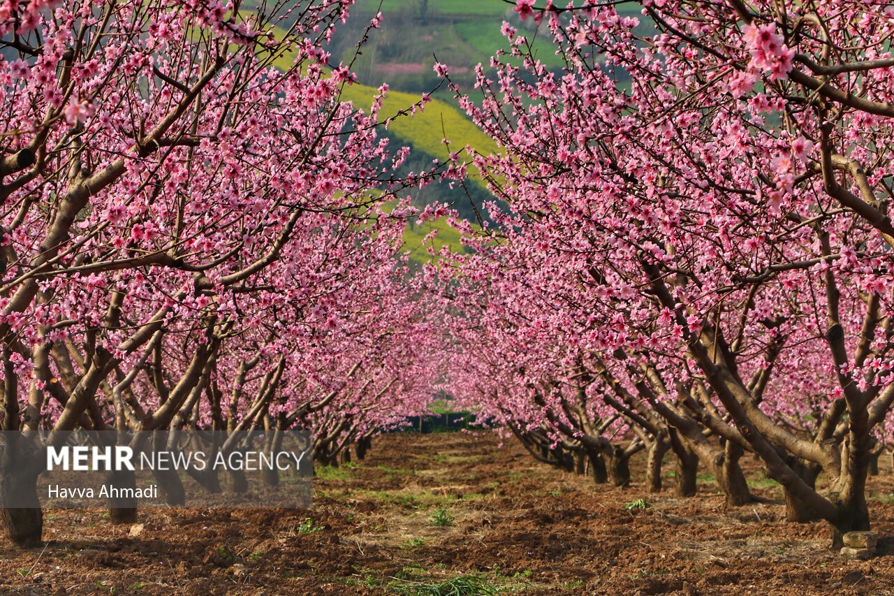 جلوه گری شکوفه های رنگارنگ مازندران