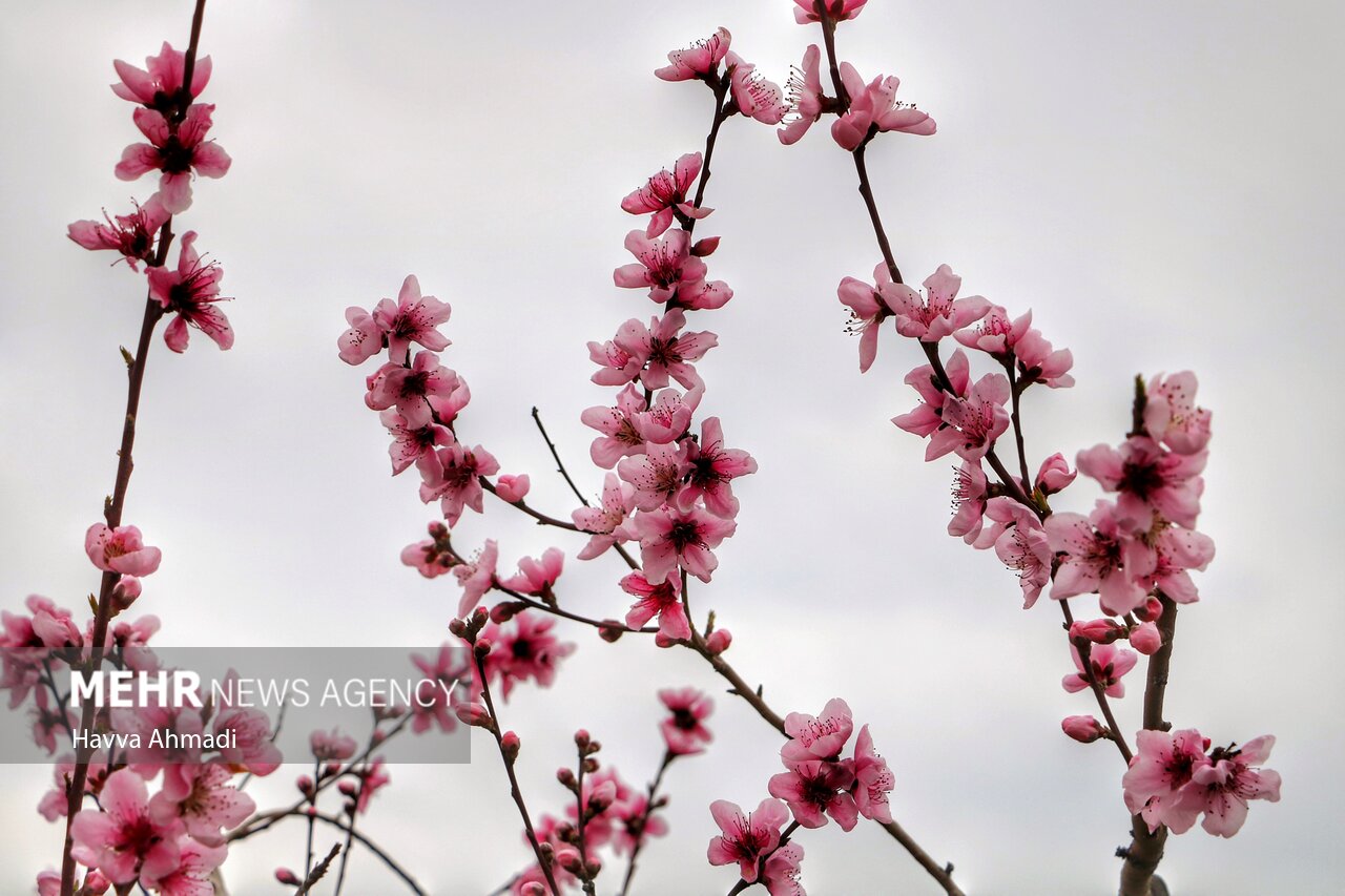 جلوه گری شکوفه های رنگارنگ مازندران