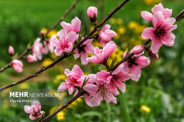 جلوه گری شکوفه های رنگارنگ مازندران