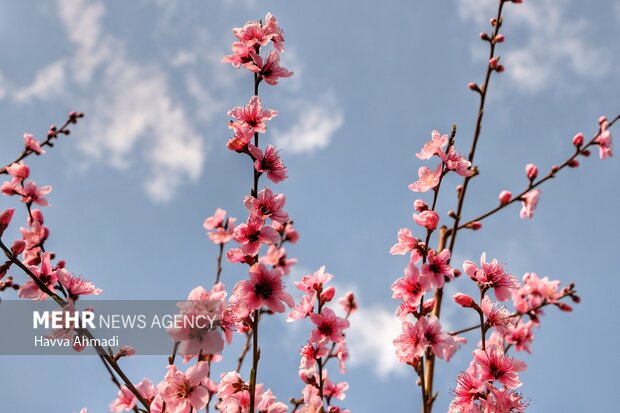 جلوه گری شکوفه های رنگارنگ مازندران