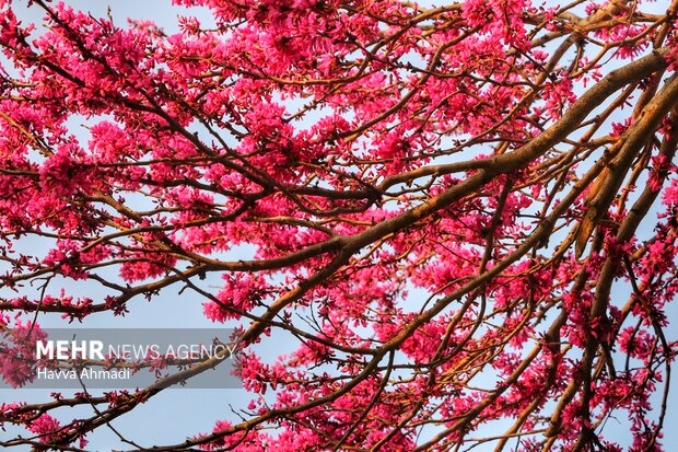 جلوه گری شکوفه های رنگارنگ مازندران