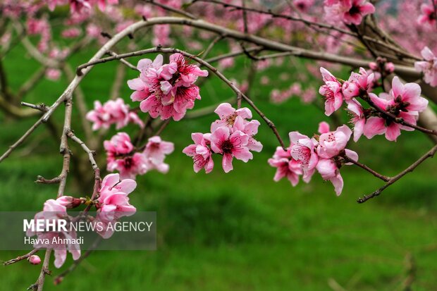 جلوه گری شکوفه های رنگارنگ مازندران