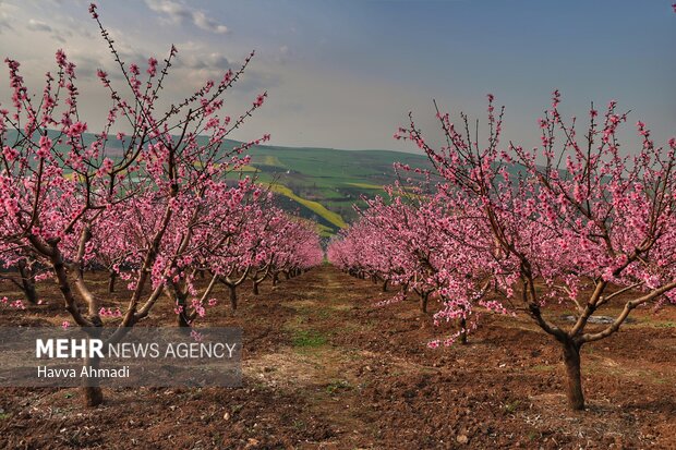 جلوه گری شکوفه های رنگارنگ مازندران