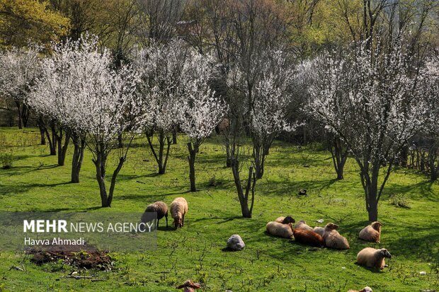 جلوه گری شکوفه های رنگارنگ مازندران