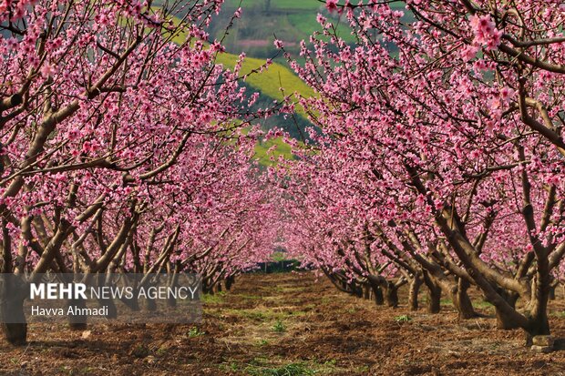 جلوه گری شکوفه های رنگارنگ مازندران