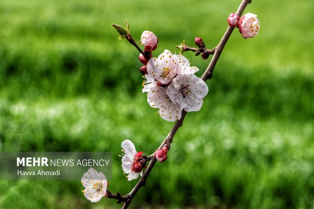 جلوه گری شکوفه های رنگارنگ مازندران