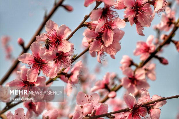 جلوه گری شکوفه های رنگارنگ مازندران