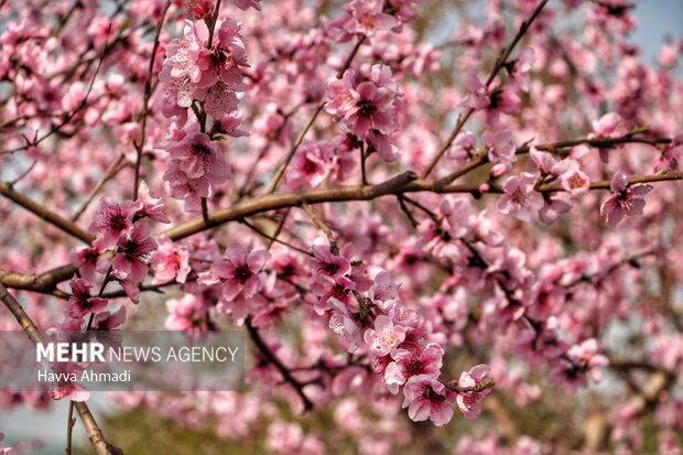 جلوه گری شکوفه های رنگارنگ مازندران