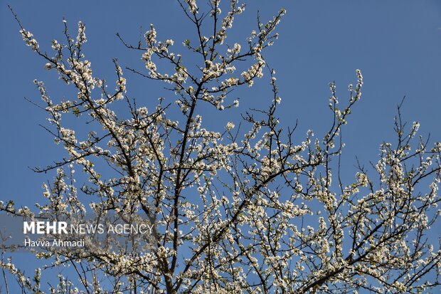 جلوه گری شکوفه های رنگارنگ مازندران