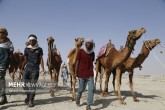 تصاویر / مسابقه شتر سواری در روستای گروک شهرستان جاسک