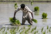تصاویر / کشت بهاره برنج در قصر قند