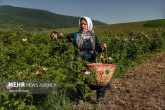 تصاویر / برداشت گل محمدی و گلاب گیری در دودانگه