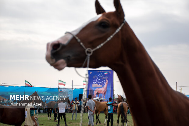 شانزدهمین جشنواره ملی "اسب اصیل ترکمن" در گلستان