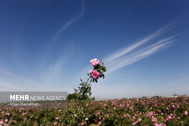 برداشت گلمحمدی همدان