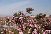 تصاویر / برداشت گل محمدی از مزارع شهرستان بهار <img src="/images/picture_icon.gif" width="16" height="13" border="0" align="top"> تصاویر / برداشت گل محمدی از مزارع شهرستان بهار <img src="/images/picture_icon.gif" width="16" height="13" border="0" align="top">