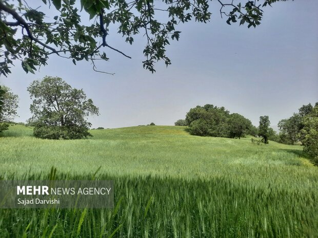 طبیعت بهاری لرستان