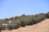 تصاویر / استواری درختان بلوط در جنگل‌های زاگرس کرمانشاه  <img src="/images/picture_icon.gif" width="16" height="13" border="0" align="top">