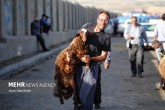 تصاویر / بازار فروش دام در آستانه عید سعید قربان تصاویر / بازار فروش دام در آستانه عید سعید قربان