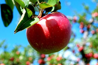 تولید بیش از ۴ میلیون تن سیب درختی در کشور