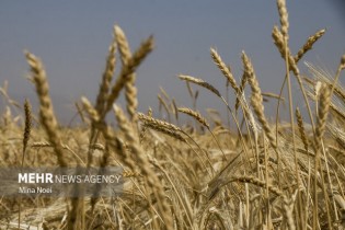 قیمت گندم امروز اعلام می شود/ حداکثر نرخ؛ ۱۳۵۰۰ تومان است