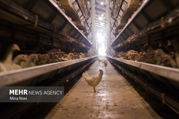 آذربایجان شرقی,قطبی مهم و تاثیر گذار در تولید تخم مرغ