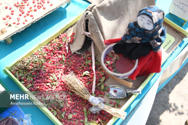 جشنواره ملی زرشک