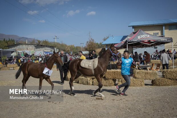 جشنواره اس اصلی ترکمنی در شاهرود