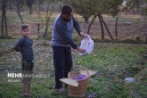 تصاویر / برداشت زعفران در کشمیر هند <img src="/images/picture_icon.gif" width="16" height="13" border="0" align="top"> تصاویر / برداشت زعفران در کشمیر هند <img src="/images/picture_icon.gif" width="16" height="13" border="0" align="top">