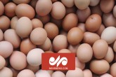 عرضه کیلویی تخم مرغ فله با قیمت ۴۷ هزار و ۲۰۰ تومان