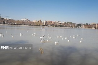 شمار پرندگان مهاجر در زاینده‌رود به کمتر از ۱۰۰۰ قطعه رسید
