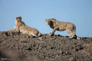 احتمال سونوگرافی از «ایران» در اواخر اسفند