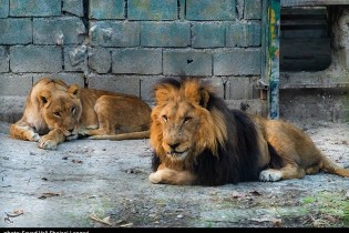 انتقال "کرونا" از نگهبان باغ وحش ۲ قلاده شیر را از پای درآورد!